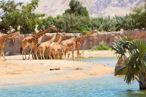 Al Ain Zoo and Aquarium